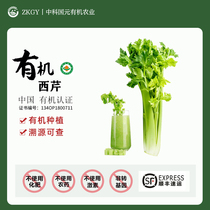 有机西芹®新鲜榨汁生食 蔬菜沙拉 低脂时令即食芹菜 4.5斤