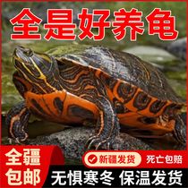 新疆包邮乌龟活体纯种深水龟淡水龟外塘混养家养小乌龟草龟火焰龟