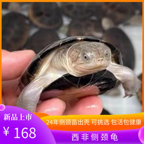 外塘养殖西非侧颈龟苗宠物活体沼泽侧颈深水蛋龟热带网红造景乌龟