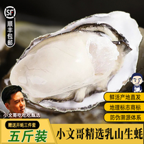 小文哥乳山生蚝贝类海鲜活牡蛎海蛎子烧烤特大肥整箱5斤威海水产