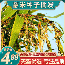 中药材薏米种子薏苡仁种籽五谷杂粮小薏米草珠子药食两用四季播种
