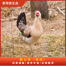 【鹊山鸡】有机富硒农家散养土鸡跑山鸡溜达鸡京东顺丰包邮母鸡