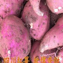 新鲜四川白心红薯红苕9斤现挖粉软糯甜紫沙土地瓜烤红薯做粉好吃