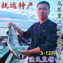 大马哈鱼整条鲜鱼冷冻黑龙江抚远东北特产马哈鱼新鲜速冻大鱼