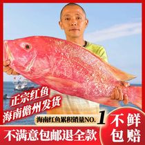 红鱼干 海南儋州红鱼干 红鱼干干货农家特产 咸鱼干 淡干红鱼新货