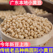广东农家自种本地小黄豆非转基因有机小粒土黄豆打豆浆专用老品种