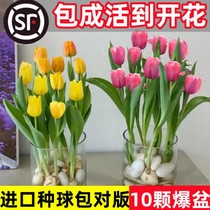 5颗郁金香种球水培花卉植物四季开花进口重瓣室内好活土养花种子