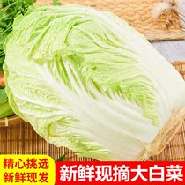 东北新鲜大白菜新鲜蔬菜大白菜火锅蔬菜农家自种胶东5斤装包邮10