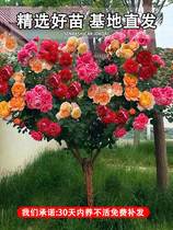 嫁接棒棒糖树桩月季花苗四季开花卉室外阳台盆栽植物玫瑰带花好养