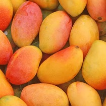 海南贵妃芒—当季新鲜水果芒果热带水果大果9斤包邮树上熟甜心芒