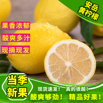 黄柠檬新鲜水果 精选皮薄当季香水鲜甜柠檬 特产