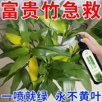 【拯救黄叶】专治叶子发黄烂根一喷绿水培植物液体肥富贵竹营养液