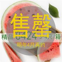 上海南汇8424西瓜头茬原苗脆甜薄皮多汁新鲜水果非麒麟瓜当季现摘