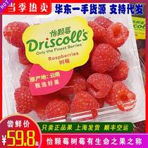 上海发货怡颗莓红树莓新鲜孕妇水果云南省覆盆子鲜果山莓顺丰包邮
