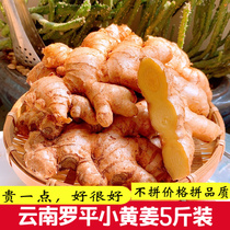 云南土特产 罗平小黄姜 新鲜食材月子母姜老姜食用厨房调味品生姜