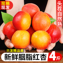 陕西胭脂红杏新鲜杏子4斤当季整箱水果现摘自然熟甜杏大红杏包邮3