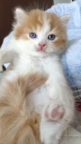 大橘胖公猫 家养纯种宠物猫 红虎斑加白中长毛 英短红白 曼基康
