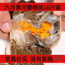 盘锦大号六月黄河蟹单只重1.8两至2两生鲜螃蟹鲜活大闸蟹顺丰包邮