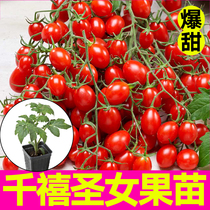 寿光爆甜红白黄千禧圣女果苗秧苗小西红柿番茄种子四季高产蔬菜籽