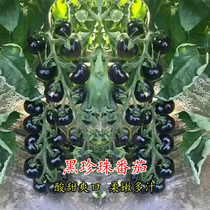 黑珍珠番茄种子黑宝石樱桃黑番茄黑圣女水果迷你番茄小西红柿种籽