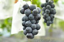 云南红酒产地 弥勒露天种植 有籽沥皮黑玫瑰 酿酒葡萄