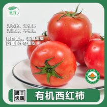 有机粉番茄5斤 新鲜现摘无农药沙瓤多汁炒菜烹饪西红柿发顺丰