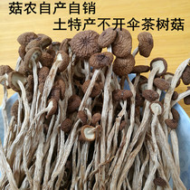 江西广昌土特产不开伞干茶树菇干货食用菌类长柄嫩新鲜茶薪菇500g