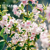 塔莎的花园花叶锦带大苗木本花卉植物花灌木庭院开花的树观叶植物