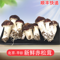 【顺丰快递】北京平谷新鲜赤松茸5斤/1斤 姬松茸新鲜菌菇