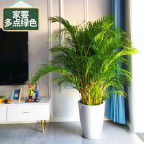 散尾葵室内植物盆栽客厅大型绿植凤尾竹四季常青新房家用吸除甲醛