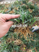 庭院植物日本矮麦冬草 苗 玉龙草四季常青长不高 短叶 麦冬草细叶