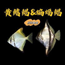 鲳鱼黄鳍鲳蝙蝠鲳热带观赏鱼人工海水鱼淡化大眼鲳鱼好养活
