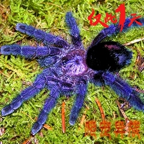 厄瓜多尔紫粉趾5-6漂亮温顺厄紫蜘蛛宠物蜘蛛活体蓝紫色宠物蜘蛛
