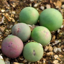 鸽子蛋球形裸根多肉植物番杏科肉锥花属翡翠玉绿植盆栽冬季容易养