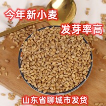 当季优质带皮小麦粒种子做麦芽糖猫草磨面麦子带皮食用可四季水培