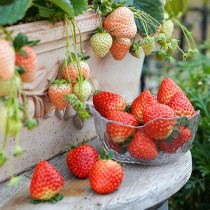 栽好发货草莓苗盆栽带原盆土食用白奶油红颜种子籽四季蔬菜结果苗