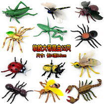 仿真大号昆虫蜘蛛甲虫蜜蜂蝎子模型玩具塑胶儿童科教标本认知礼物