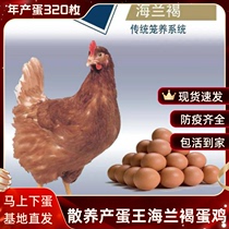 4斤正宗高产蛋王海兰褐蛋鸡成年母鸡下蛋鸡活鸡红毛土鸡包活到家