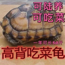【乌龟活物】陆地巨型吃菜龟超大一对可下蛋家养长寿龟大体草龟