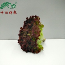 西餐厅配送沙拉凉拌新鲜蔬菜 红叶生菜 罗莎红珊瑚 紫叶生菜 250g