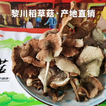 优质稻草菇江西黎川土特产 食用菌 干货农家自产特色杆菇500g包邮