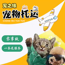 成都宠物托运服务全国邮寄猫咪快递运输猫空运狗航空空运北京广州