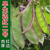 早熟扁豆种子种籽 高产四季豆角梅豆角红眉豆蔬菜梅豆孑架豆菜豆