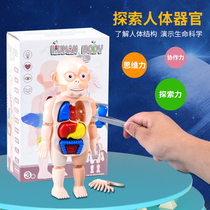 人体内脏模型儿童认识身体器官科普模型益智教具幼儿园科学区材料