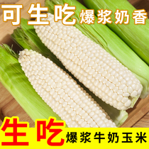 漳州北海道爆浆水果牛奶甜玉米开袋即食可生吃新鲜现摘冰糖玉米棒