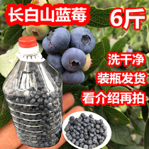 长白山蓝莓鲜果新鲜冷冻6斤装瓶 可做果酱果汁酵素泡酒酿红酒果酒