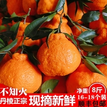 不知火丑橘5斤大果现摘丑八怪丑柑丑桔应季新鲜四川桔橙桔子橘子
