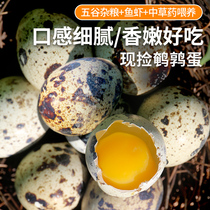 密农人家 新鲜鹌鹑蛋 农家杂粮喂养小鸟蛋宝宝鹌鹑蛋现捡生蛋30枚