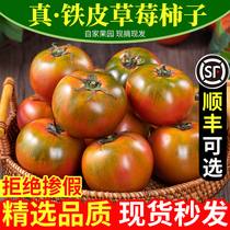 正宗丹东铁皮草莓柿子盘锦碱地即食新鲜自然熟绿腚番茄水果<em>西红柿</em>