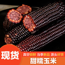 【10送2】忻州黑玉米甜糯玉米新鲜现摘真空装包紫黏玉米即食玉米